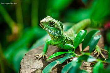 Foto: iStock/Sami Sert