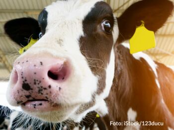 Die Blauzungenkrankheit (BT) ist eine anzeigepflichtige Tierseuche bei Wiederkäuern wie Rindern und Schafen. Foto: iStock/123ducu