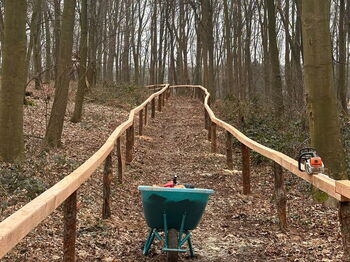Foto: Kreis Heinsberg / Neue Wegbegrenzungen sollen blaue Blumen im Wald bei Doveren schützen