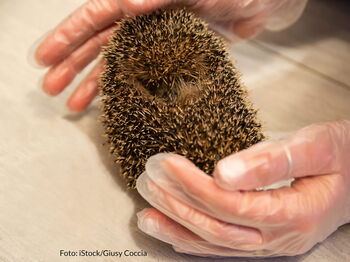 Die meist ehrenamtlich betriebenen Igelstationen versorgen geschwächte, verletzte oder verwaiste Igel. Foto: iStock/Giusy Coccia