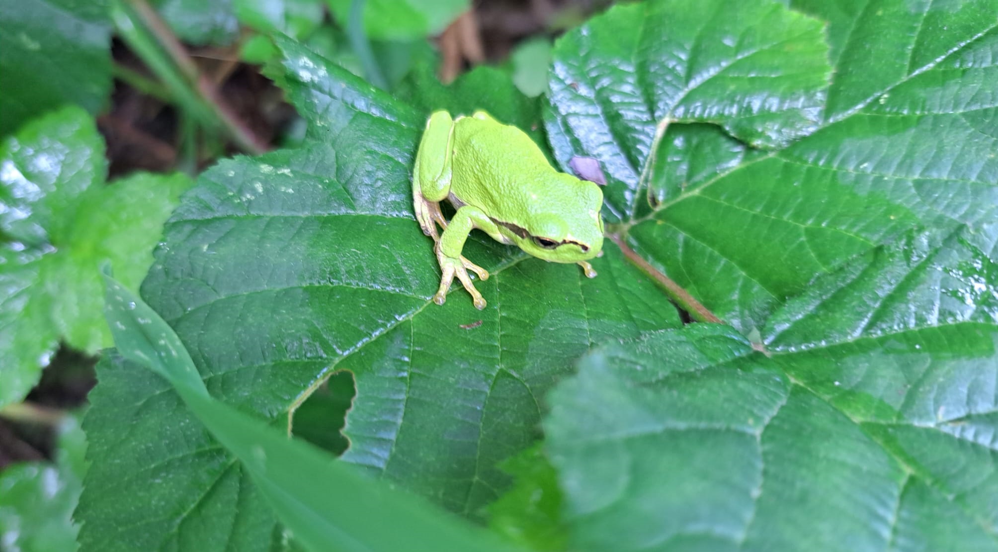 Bei der Aktion werden Unterschlüpfe für den Laubfrosch geschaffen