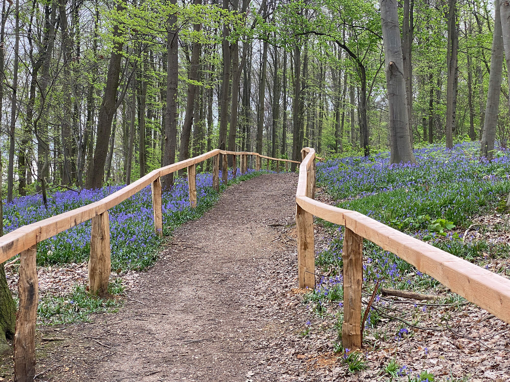Der Wald der blauen Blumen ist ein Naturschutzgebiet. Die Wege dürfen dort nicht verlassen werden. Hunde sind anzuleinen. Foto: Kreis Heinsberg