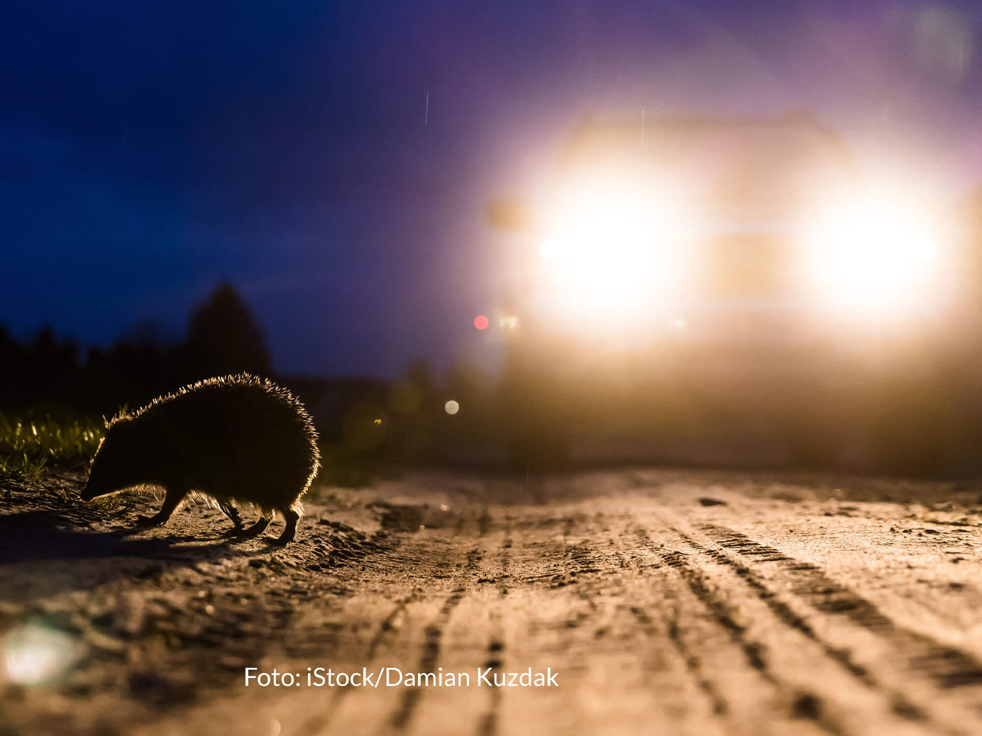 Igel queren auf der Suche nach Nahrung oder einem Winterquartier auch befahrene Straßen. Foto: iStock/Damian Kuzdak