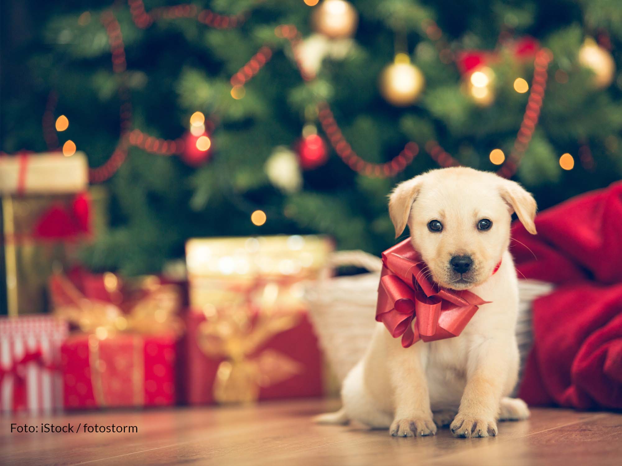 Tiere gehören nicht unter den Weihnachtsbaum; Foto: iStock / fotostorm